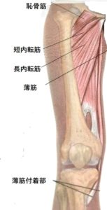 股関節の内転筋群