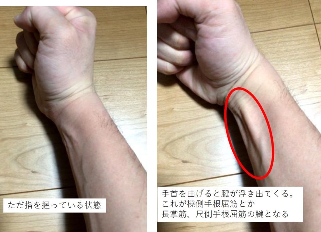 握力で使う筋肉 運動のトリセツ