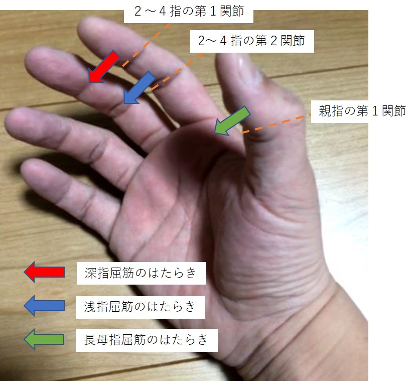 握力で使う筋肉 運動のトリセツ